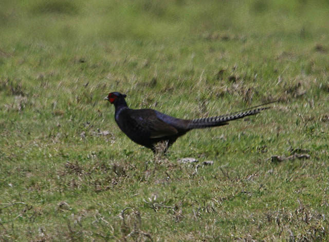HRBP 5840 Ring=necked Pheasant Green Pheasant.jpg